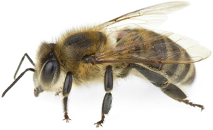 Honeybee linked to Sustainability