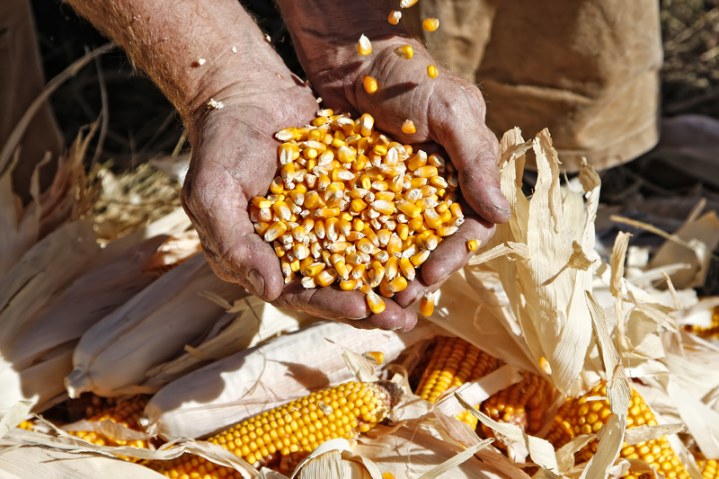 Corn Biofuel