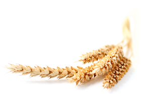 Genetically Altered Wheat
