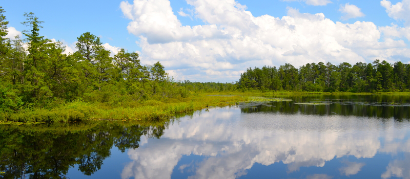 new-jersey-pine-lands