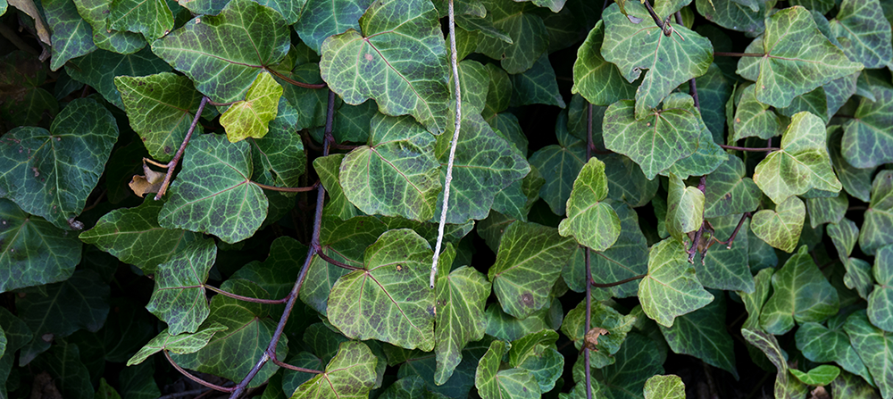 Invasive plant English Ivy
