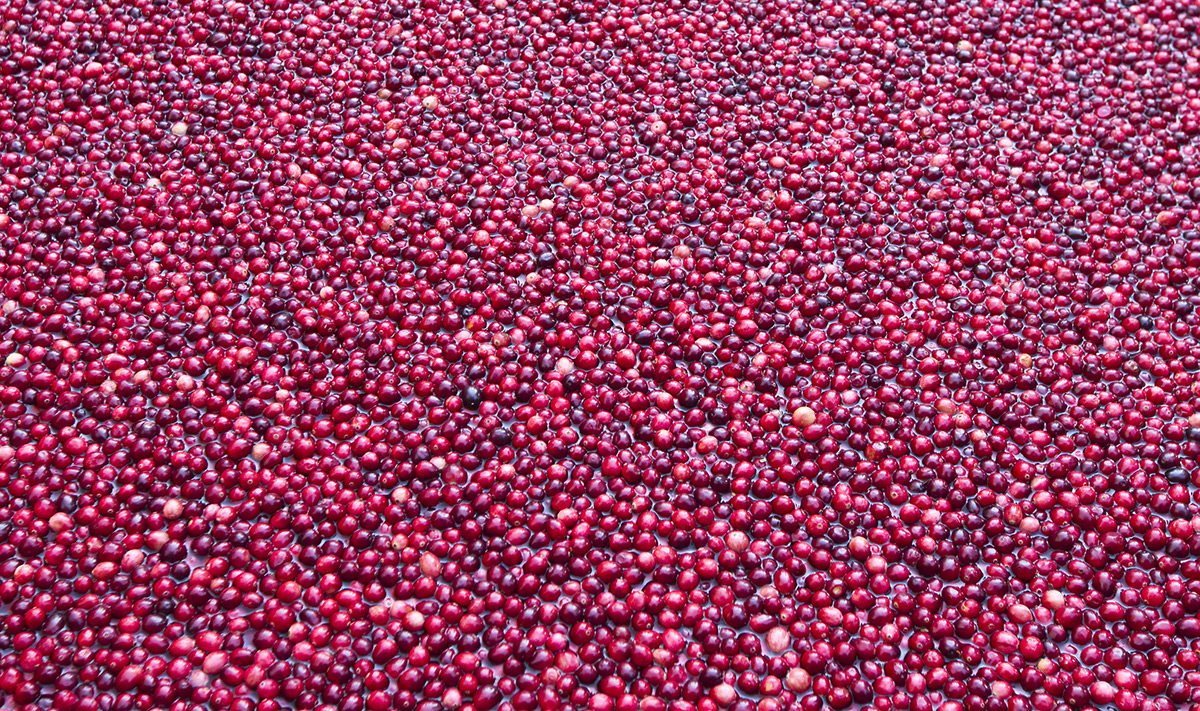 cranberry bog