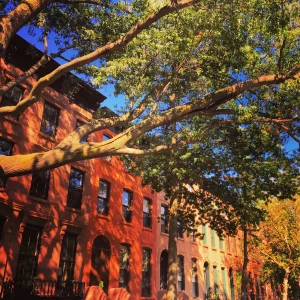 trees in front of brownstones reducing heat island effect