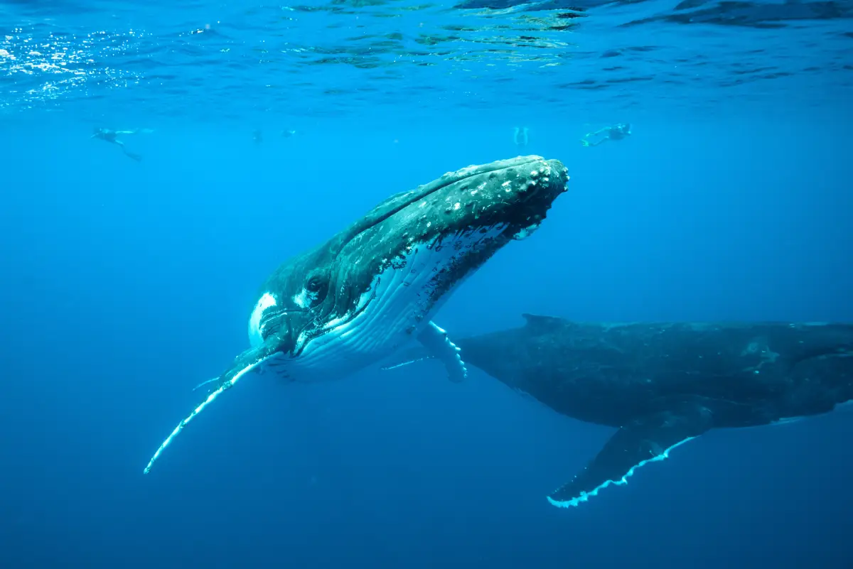 Clean Ocean Action Swimming Whale