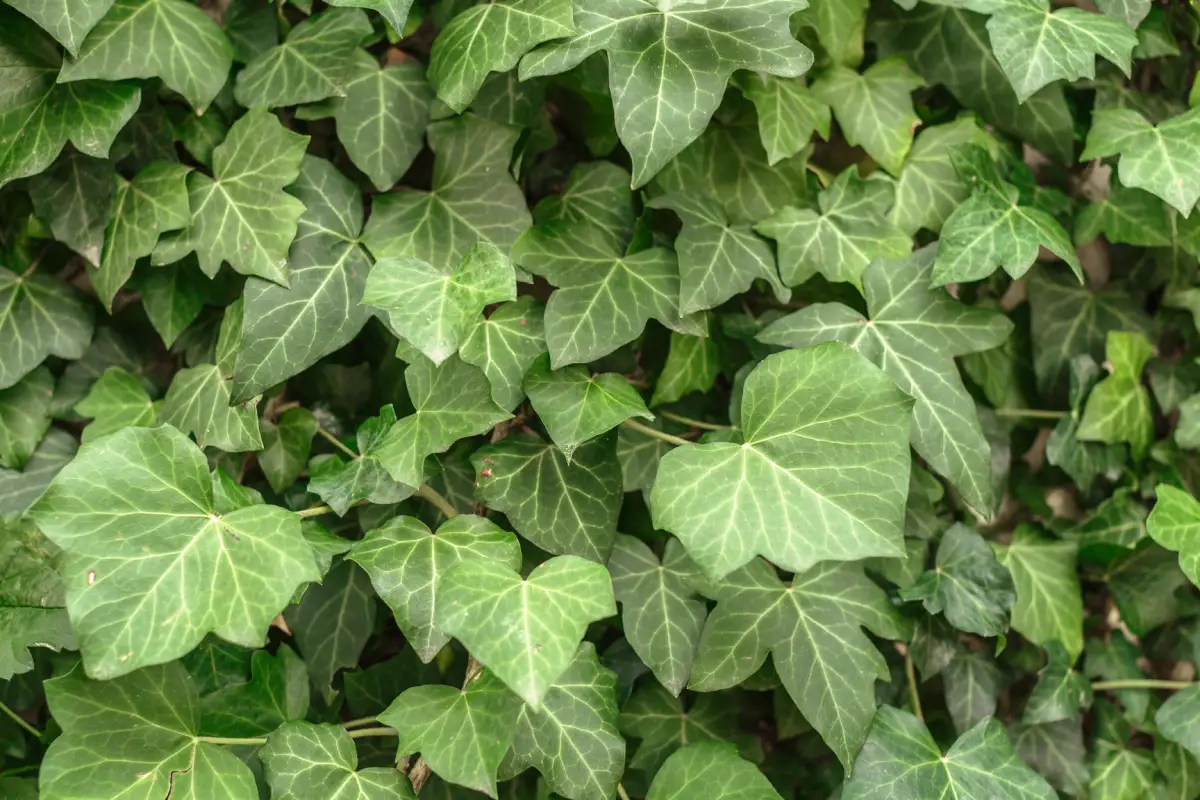 english ivy invasive species
