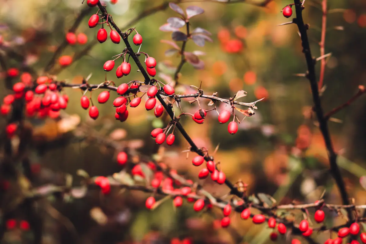 Learn About Invasive Plants