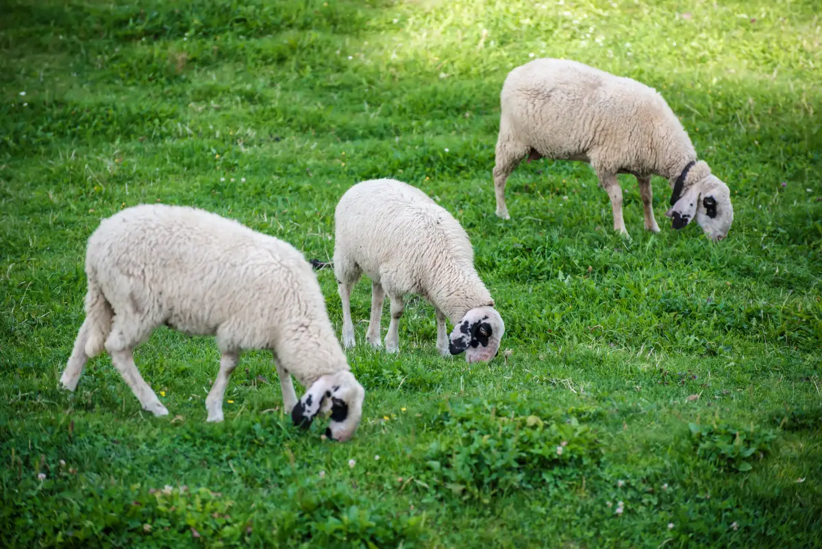The better lawn mower sheep grazing