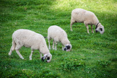 the better lawn mower -sheep grazing