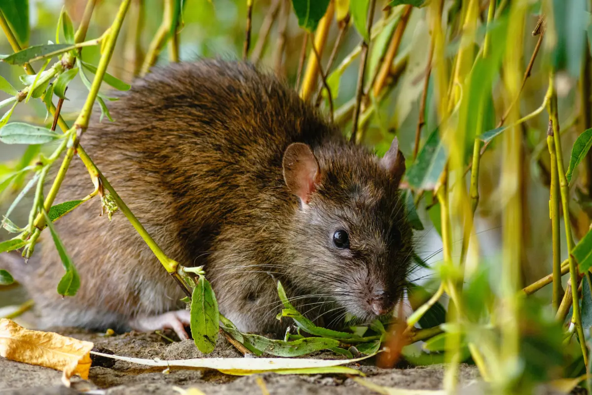 brown rat