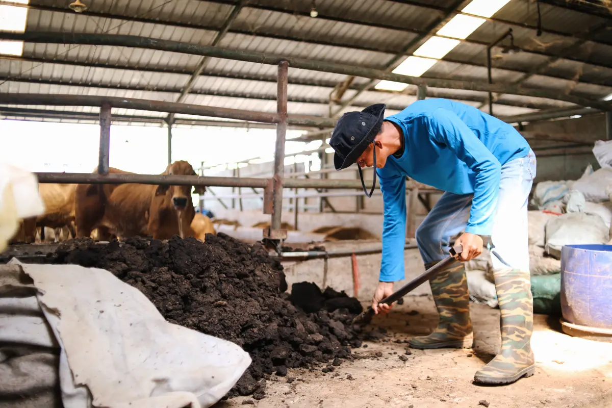 farmer shoveling with cow in the background