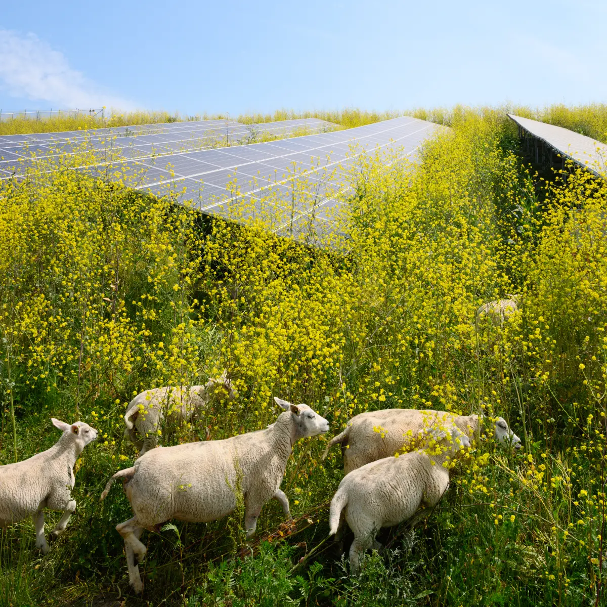 sheep grazing in front of solar panels Agrivoltaics