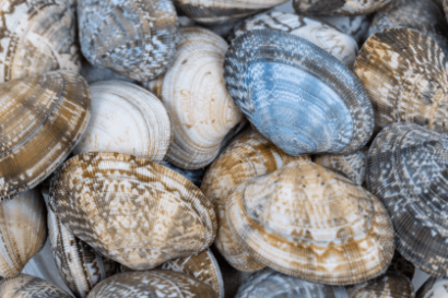 clams of different colors